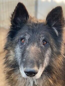 Faxe, geb. ca. 11/2017, Griechenland - Markdorf