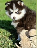 Pomsky F3 Micro & Toy Puppengesicht Bärchentyp Pomeranian Minihusky in 32339