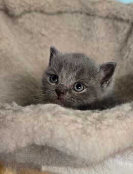 Rainrassige BKH Kitten... - Duisburg
