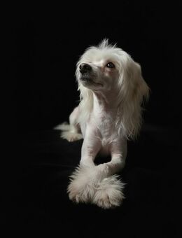 Sensibelchen sucht ein ruhiges Plätzchen fürs Leben - Wasserlosen