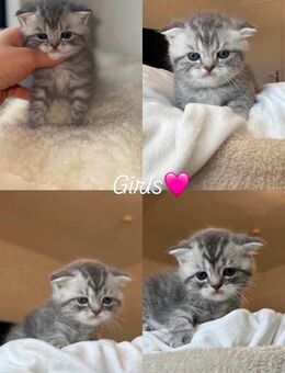 Süße Katzenbabys suchen Zuhause 🐾 - Leverkusen