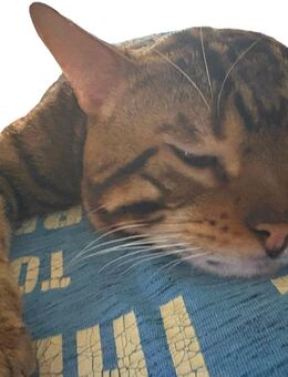 Bengal-Siam-Mix Kitten in Silver, Black und Brown - Berlin