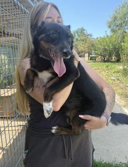Trixie - Kämpferherz sucht genau dich - Köln