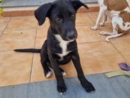 Ben, Labrador Mix sucht aktives Zuhause - Ratekau