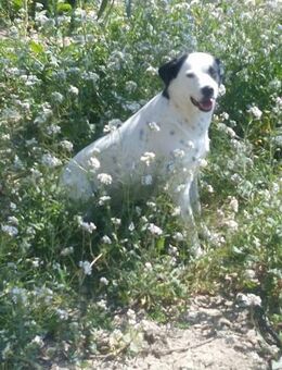 Die scheue Chanel sucht ein Zuhause - Untergriesbach