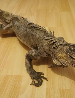Eidechse Skulptur Echse Deko Reptilien Leguan Maße: Breite: 16 cm, Länge: 95 cm - Dresden