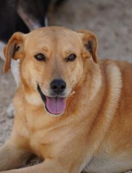 Jaqueline, in der Tierherberge Donzdorf - Bad Vilbel