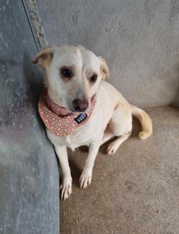 Verträgliche Bia - Eichenzell