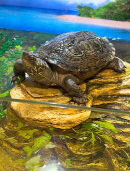 Chinesische Dreikielschildkröte - Rheine