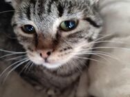 Liebe Rosie sucht ihr Kuschelkörbchen - Margetshöchheim