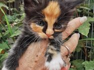 Zuckersüße Maine Coon Ragdoll Mix Kätzchen - Pinneberg