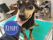 Kenby - ein Schatz zum lieb haben - Flörsheim-Dalsheim