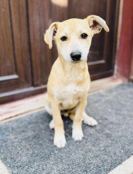 Linus möchte mit Dir die Welt entdecken! - Beltheim