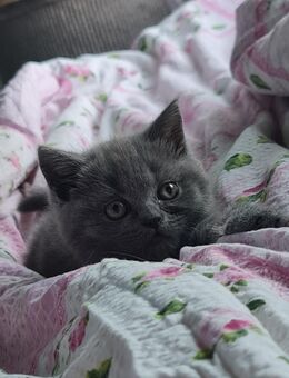 BKH Kitten - Lingenfeld