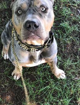 Skittlez sucht ein neues zu Hause 🐾 - Wiesbaden