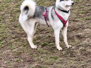 Husky-akita Mix sucht Zuhause - Solingen (Klingenstadt)