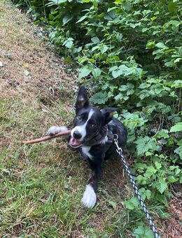 Border Collie - Glandorf