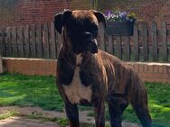 Boxer Dame Hund - Märkisch Linden