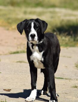 Unsere tolle dunkle Boxermischlingshündin 5 Monate alt,sucht ein warmes Körbchen ca 40 cm groß - Angern