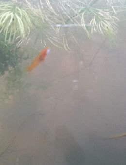 Orange-rote Schwertträger-Baby - Köln