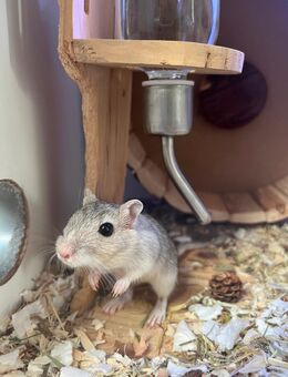 Rennmäuse mit großen Käfig Nagarium - Lünen