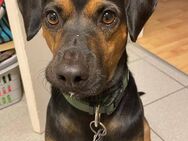 Nero sucht ein Zuhause - Linden (Hessen)