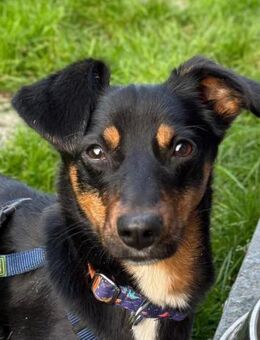 Notfell MAMBO Dackelmischling mit Hand - Biedenkopf