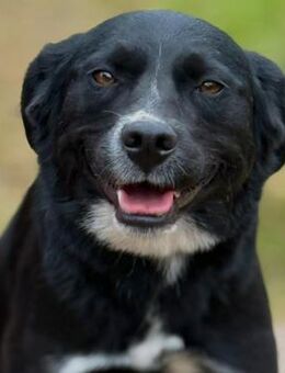 ✨ Zauberhafte Brie sucht ihr Glück ✨ - Eislingen (Fils)