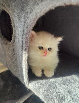 2 Britischlanghaar Kitten + 1 BKH Kitten suchen Neues zu Hause - Oberhausen