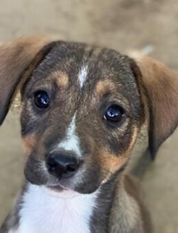 Praline, geb. ca. 08/2025, GRIECHENLAND - Euskirchen