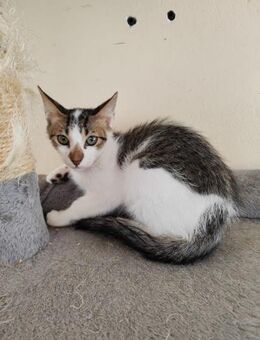 Fernando aus dem Tierschutz - Grevenbroich