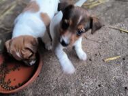 Jack Russel Welpen - Lippetal