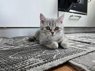 Britische-Kurzhaar-Mix-Baby & Katze - Geesthacht