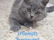 Kitten - Monheim (Rhein)