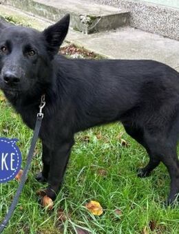 Spike ein trauriger schlauer Schatz - Flörsheim-Dalsheim