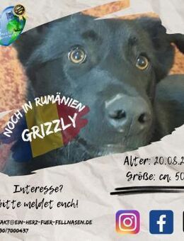 GRIZZLY - ein Bärchen auf Familiensuche - Waakirchen