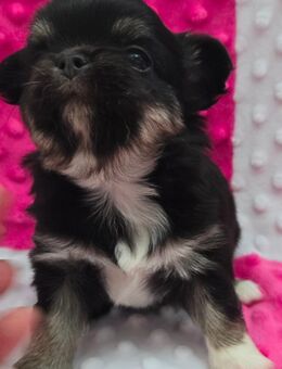Letzte Hündin Chihuahua - Alzey