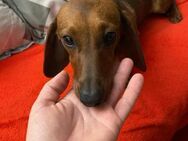 🌟Dackel-Mix Bea sucht dich🐶✨ - Eislingen (Fils)