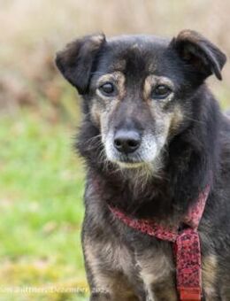 Coco geht entspannt an der Leine - Egelsbach