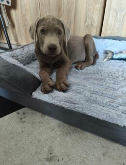 Labrador Welpe 3 Mon. Zu verkaufen - Haan