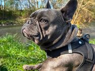 Französische Bulldogge- Blue- Welpe abzugeben - Frankfurt (Main) Griesheim