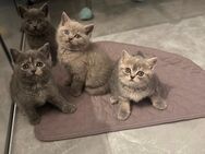 ♥️ Bkh Babykatze Britische Baby Katzen ♥️ - Wesseling