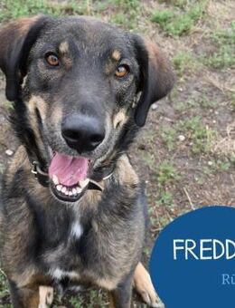Fröhlicher Freddy sucht seine Familie - Tarmstedt