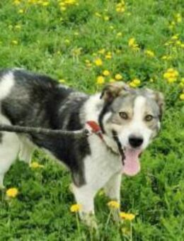 Sanfte Hundeseele Schröther - München