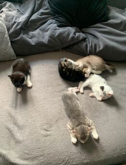 Kitten - Schwerte (Hansestadt an der Ruhr)