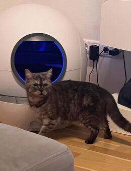 Super verschmuste Bkh Katze 15 min Choco tabby smoke ab sofort - Gelsenkirchen Bismarck