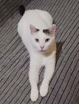 Chionoula, zuckersüße Katzendame, ca. 3 - Vaterstetten