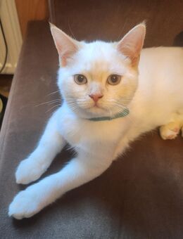Ragdoll Katerchen - München