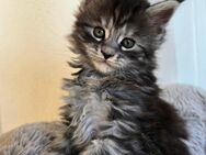 Maine Coon Kitten - Haar