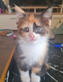 Heilige Birma Mix Kitten suchen neues Zuhause - Bitburg